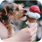 dog with ice cream